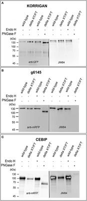 Lewis A Glycans Are Present on Proteins Involved in Cell Wall Biosynthesis and Appear Evolutionarily Conserved Among Natural Arabidopsis thaliana Accessions